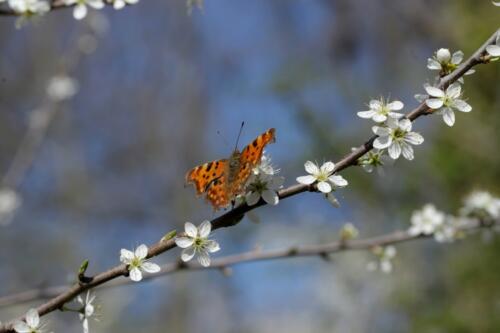 Ivanka ontluikende lente1